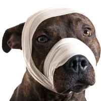 pet first aid